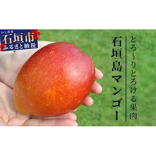 《2026年順次発送》訳あり (家庭用)沖縄マンゴー（石垣島産） 1kg ときわマンゴー農園【ふるさと納税 石垣島 沖縄県石垣市 石垣市 南国 フルーツ マンゴー 果物 訳あり】TK-8