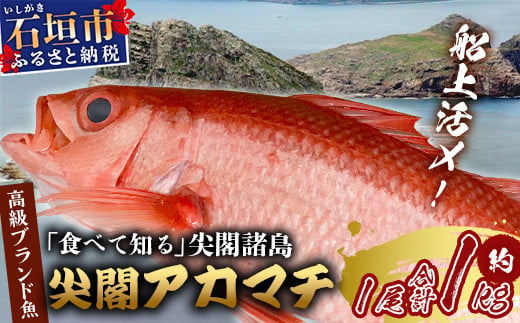 予約受付】高級ブランド魚 尖閣赤マチ 1尾 約1kg 下処理済【沖縄三大