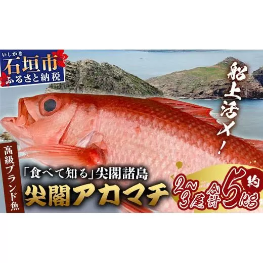 【予約受付】高級ブランド魚 尖閣赤マチ 2～3尾 合計約5kg 下処理済 【沖縄三大高級魚】尖閣諸島 刺身 焼魚 煮物 鮮魚 冷凍 ムニエル 天然 洋食 和食 白身魚 高級魚 GK-1