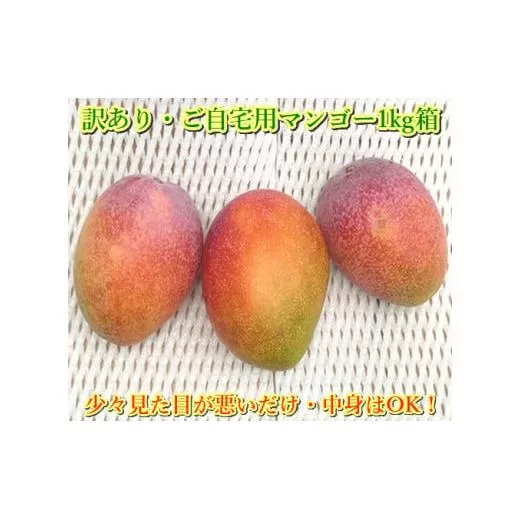 ＜先行予約＞ 石垣島産 《訳あり・ご自宅用マンゴー》 約1kg エコ箱入り (2～4個入り) ＜2026年7月中旬以降発送＞ | マンゴー 沖縄 石垣 規格外 SI-029