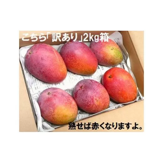 ＜先行予約＞ 石垣島産 《訳あり・ご自宅用マンゴー》 約2kg エコ箱入り (3～6個入り) ＜2026年7月中旬以降発送＞ | マンゴー 沖縄 石垣 規格外 SI-030