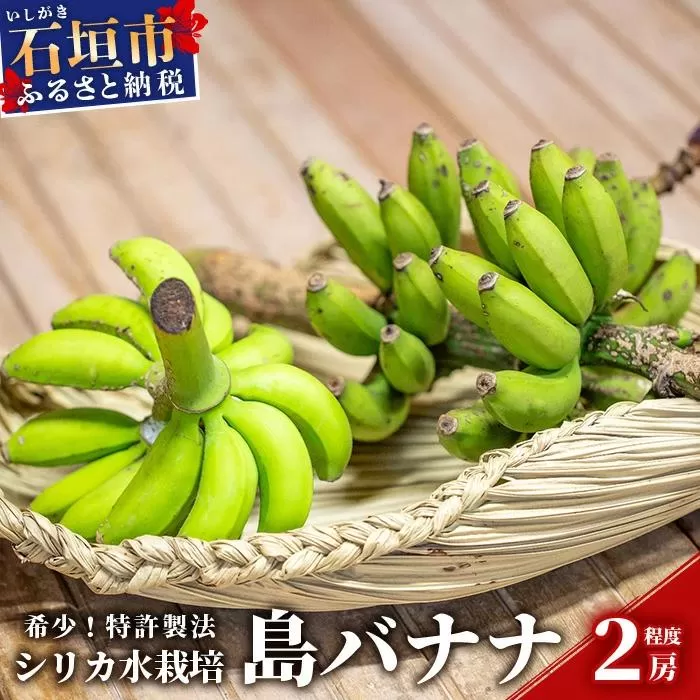希少！特許製法で作るシリカ水で栽培する特別な「島バナナ」【ふるさと納税 沖縄県石垣市 沖縄 石垣市 石垣島 希少 無農薬 バナナ ばなな 離島のいいもの 沖縄いいもの石垣島 】OI-6