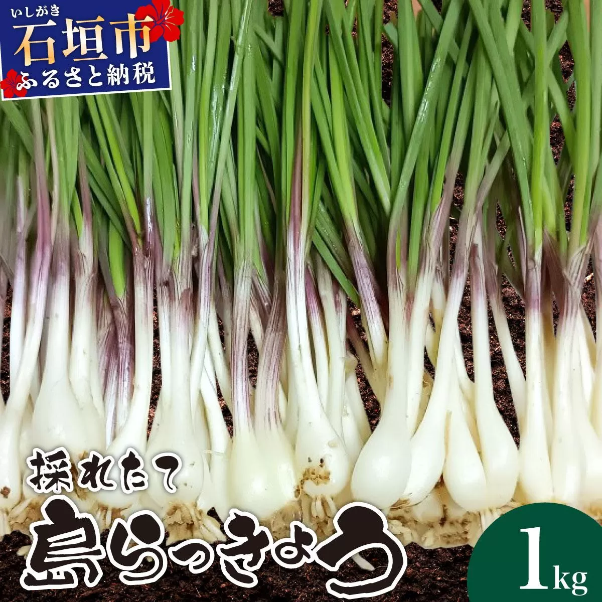 ≪2026年2月下旬～5月下旬発送≫採れたて島らっきょう 1kg 【 沖縄県 石垣市 野菜 らっきょう 島らっきょう おつまみ 採れたて 料理 漬物 天ぷら おかぴ農園 産地直送 】OK-01