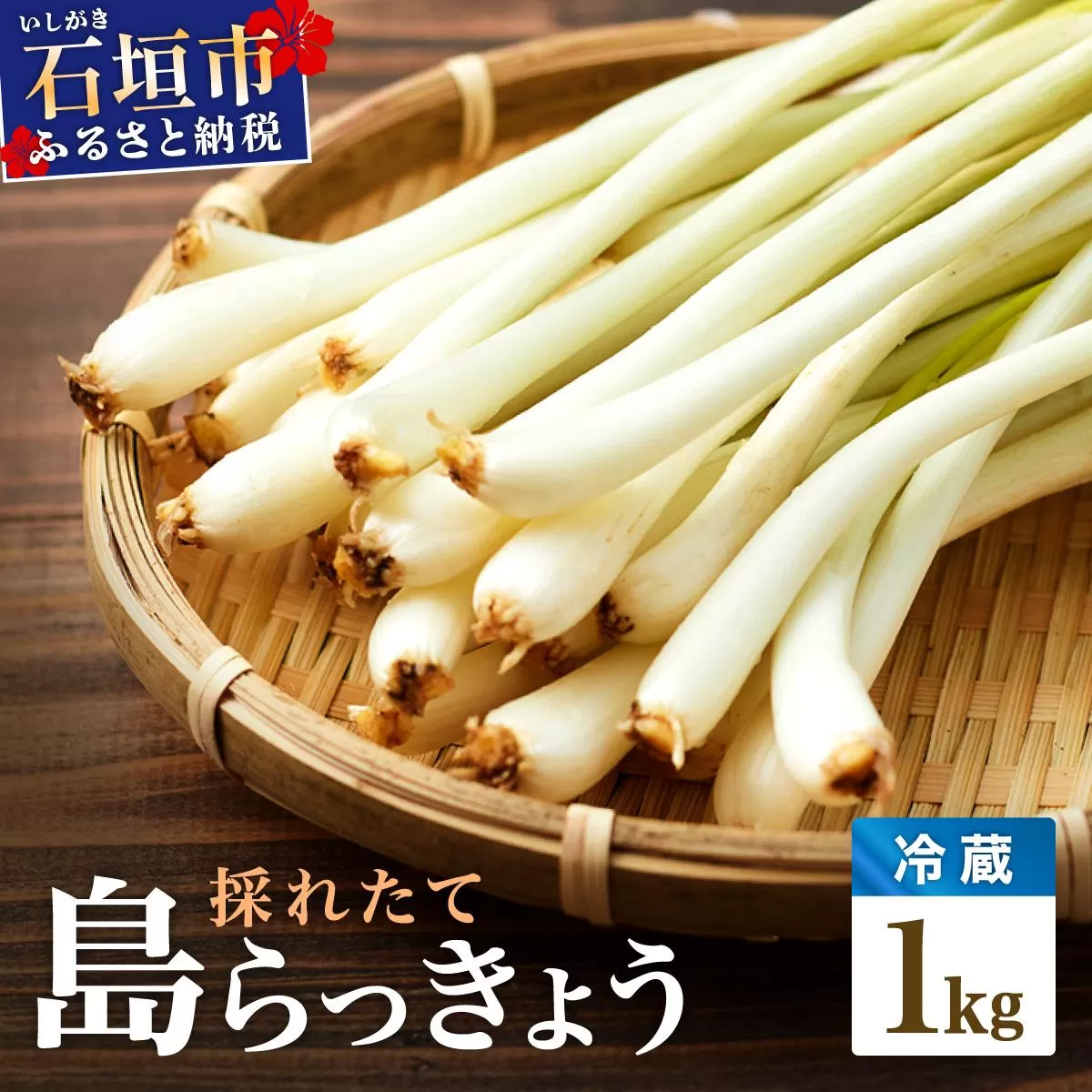 ≪2026年2月下旬～5月下旬発送≫採れたて島らっきょう 1kg 【 沖縄県 石垣市 野菜 らっきょう 島らっきょう おつまみ 採れたて 料理 漬物 天ぷら おかぴ農園 産地直送 】OK-01