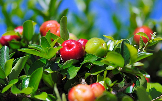 ZH-20 沖縄 石垣島産 《ご家庭用》アセロラ3㎏（冷凍）｜石垣市｜沖縄