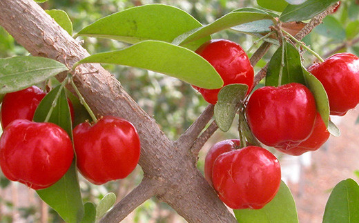 ZH-20 沖縄 石垣島産 《ご家庭用》アセロラ3㎏（冷凍）｜石垣市｜沖縄