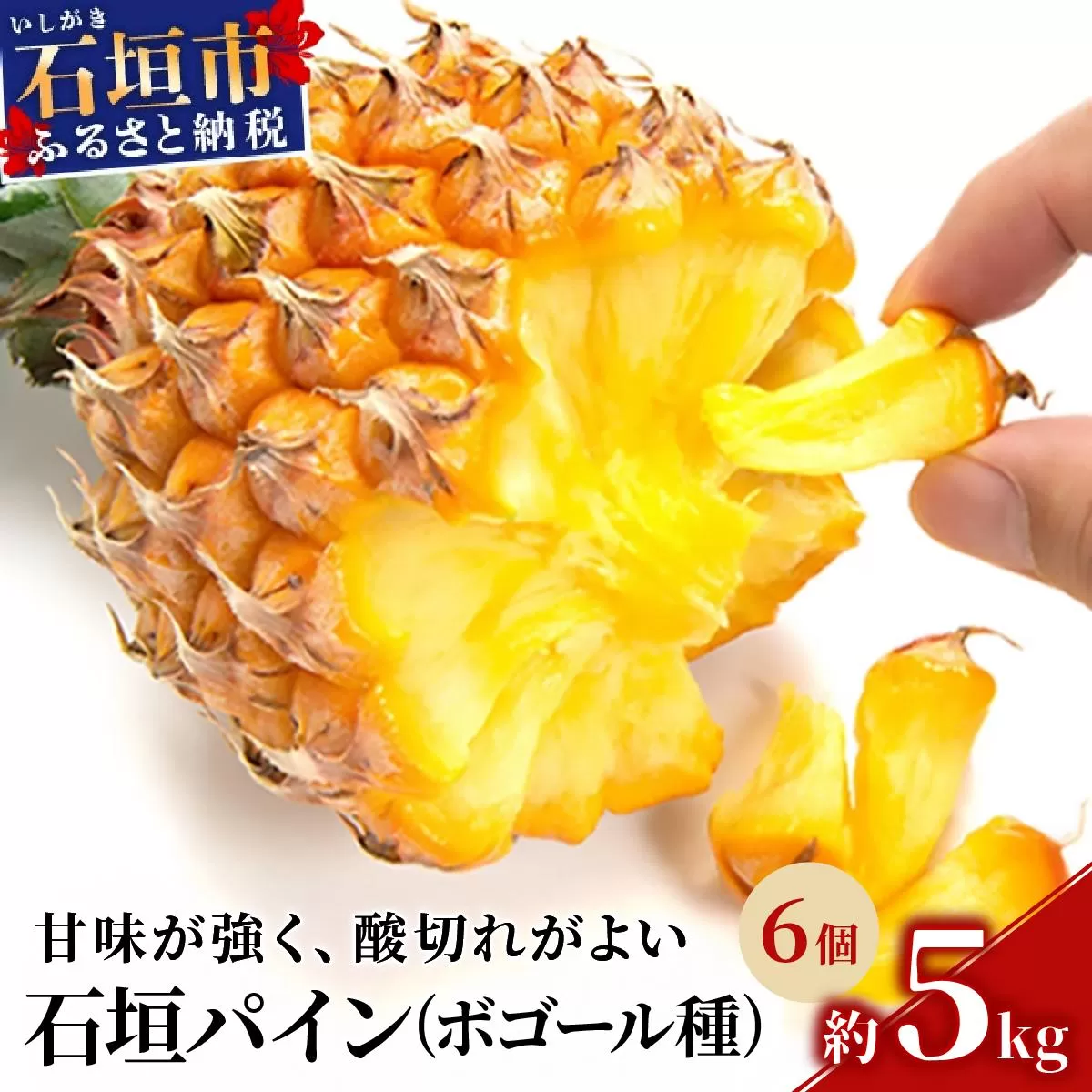 <先行受付> 石垣パイン 6個セット ボゴール種 <2026年5月初旬以降発送> | パイナップル パインアップル 石垣島パイン フルーツ 果物 くだもの 南国フルーツ 国産パイン MI-005