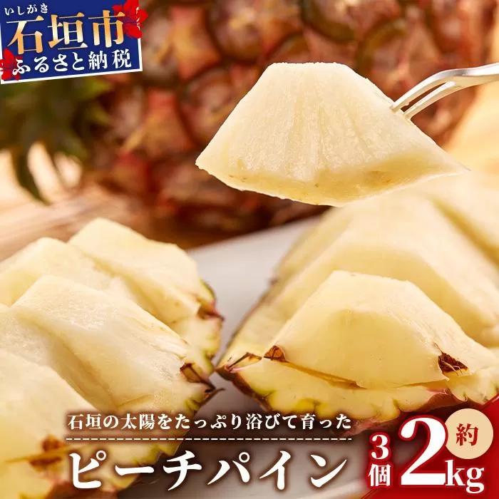 ＜先行受付＞ 石垣パイン ピーチ種 3個セット ＜2026年5月初旬～6月初旬発送予定＞ | パイナップル パインアップル 石垣島パイン フルーツ 果物 くだもの 南国フルーツ 国産パイン