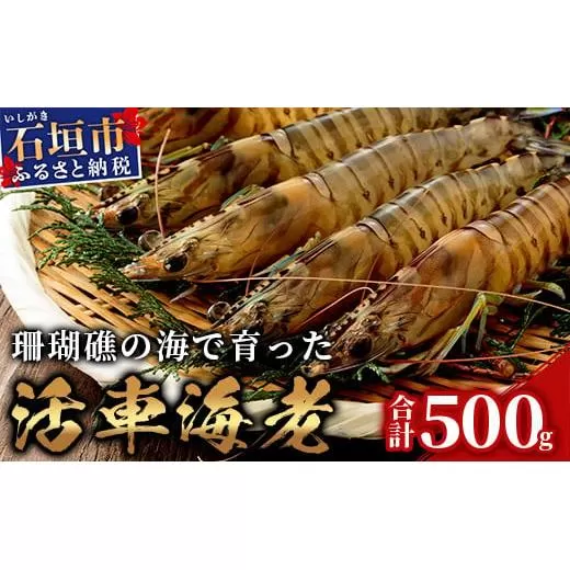 活車えび 500g【季節限定】25尾前後 沖縄県 石垣島 石垣市 活き くるまえび 車エビ BE-4