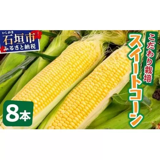 【先行予約2025年12月-2026年4月】 1番遅くて1番早い⁉ 朝採れプレミアムスイートコーンを皮付きのまま８本お届け！！