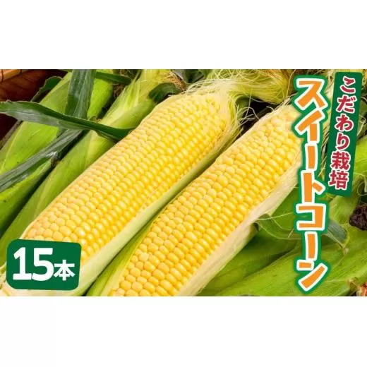 【先行予約2025年12月-2026年4月】 1番遅くて1番早い⁉ 朝採れプレミアムスイートコーンを皮付きのまま15本お届け！！