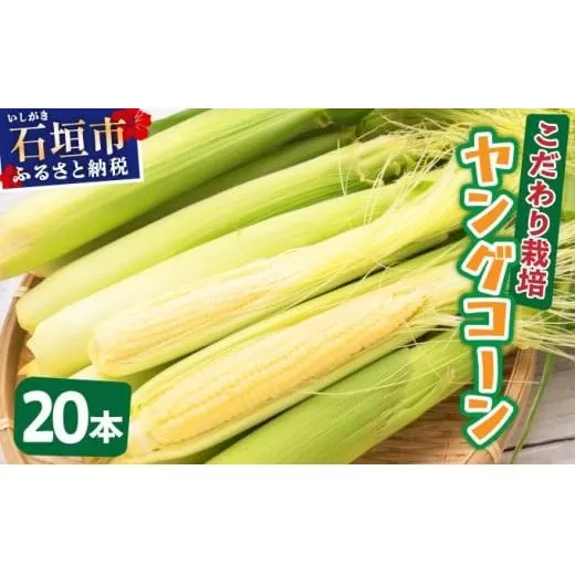 【先行予約2025年12月-2026年4月】 1番遅くて1番早い⁉ 朝採れプレミアムヤングコーンを皮付きのまま20本お届け！！