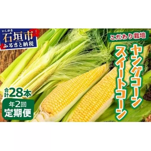 【先行予約2026年1月-5月配送】1番遅くて1番早い⁉ プレミアムヤングコーンとスイートコーンのよくばり定期便！！朝採れを皮付きのままお届け！！