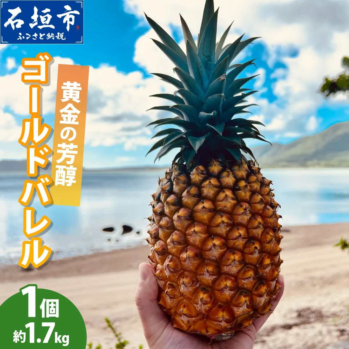 【先行予約】黄金の芳醇 ゴールドバレル 1玉 約1.7kg <2027年7月以降順次発送>