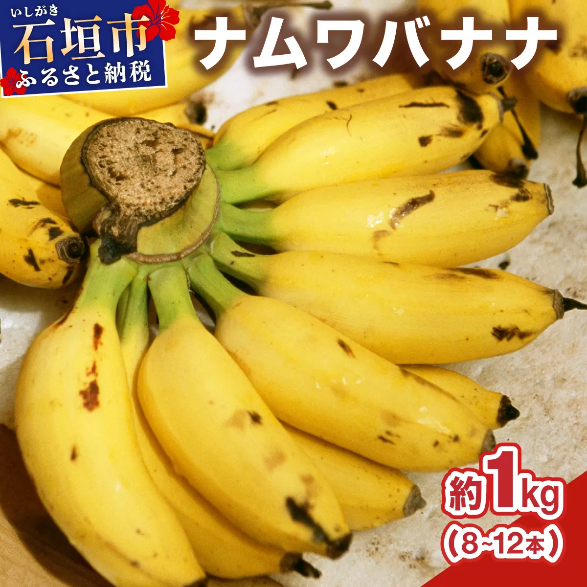 ≪2026年4〜10月順次発送≫ 石垣島産 希少な国産『ナムワバナナ』を贅沢に1房丸ごと約1kg(8-12本) | 沖縄 石垣 バナナ フルーツ 果物 南国フルーツ 国産 TF-101_R8