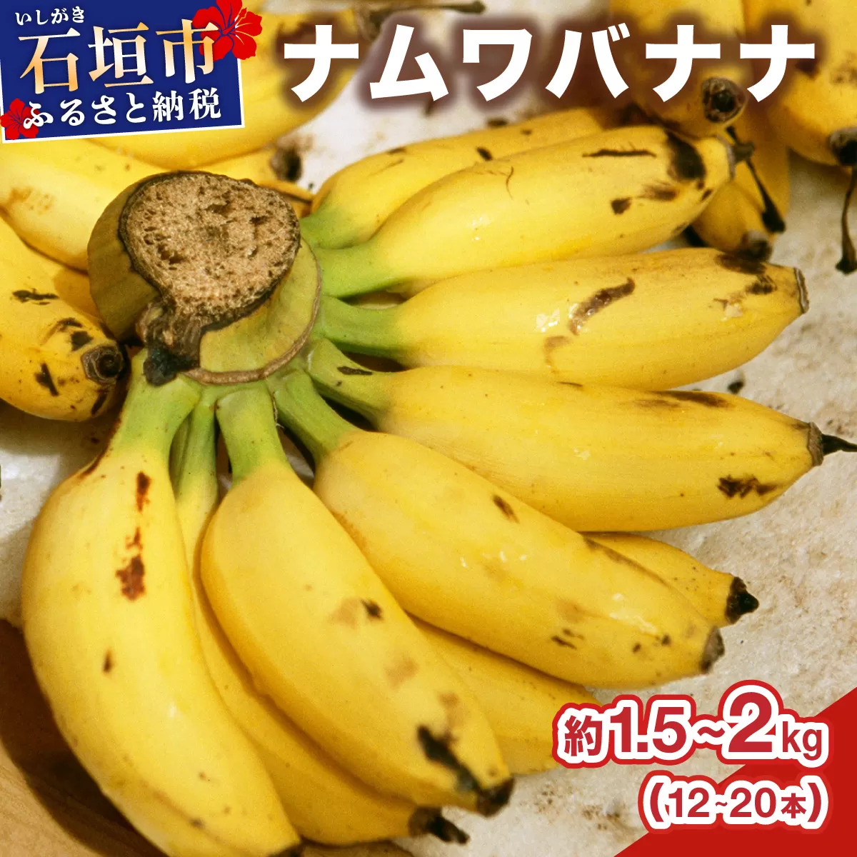 ≪2026年4~10月順次発送≫ 石垣島産 希少な国産『ナムワバナナ』を贅沢に1房丸ごと約1.5-2kg(12-20本)| 沖縄 石垣 バナナ フルーツ 果物 南国フルーツ 国産 TF-102_R8