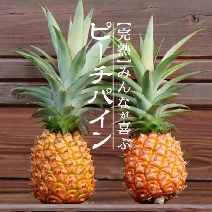 【先行受付】《2026年5月上旬～7月上旬順次発送予定》石垣島産パイナップル（ピーチパイン）3玉入 約2kg（1.7~2.2kg）【産地直送 沖縄県 石垣島 農家直送 パイン フルーツ】 TK-10