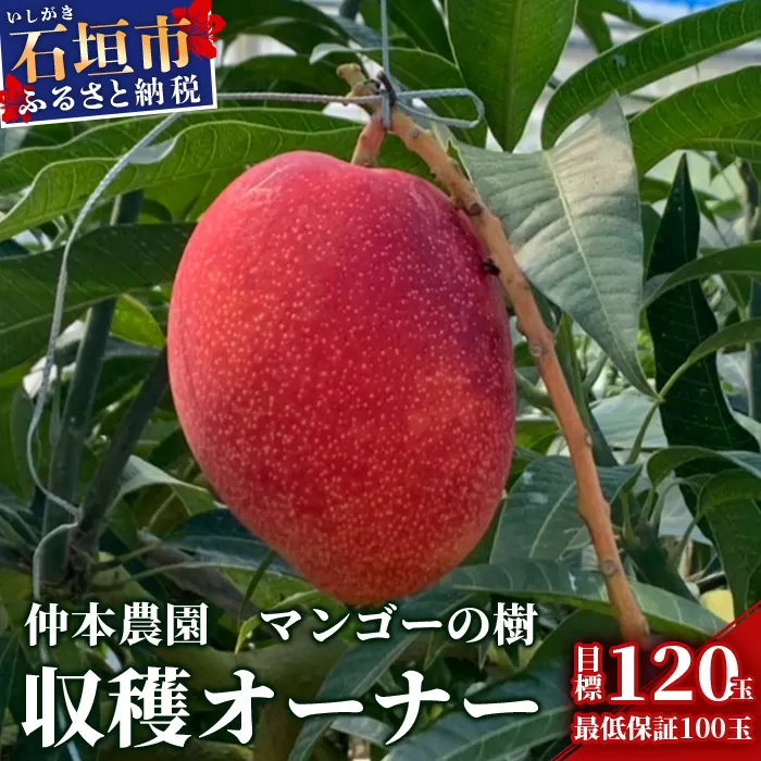 【限定1名様】「マンゴーの樹」収穫オーナー 権利(1年間)【マンゴー 120玉(目標値)「100玉最低保証」】KB-25