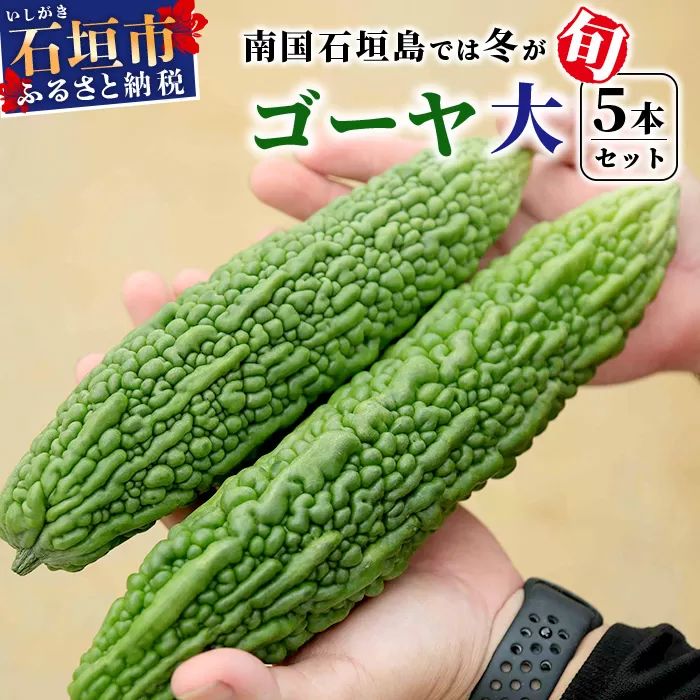 南国石垣島では冬が旬！朝採れ「ゴーヤ」大5本セット！減農薬！最優秀賞受賞の農家から！12月〜3月順次発送【 沖縄 石垣 石垣島 石垣島産 フレッシュ ゴーヤ 減農薬 特別栽培 野菜 採れたて 産地直送 離島のいいもの 沖縄いいもの石垣島 】OI-9