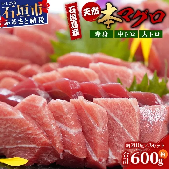 [先行予約]YE-01 石垣島産 天然本マグロ600g(まぐろ赤身・中トロ・大トロのミックスセット )ヤエスイ マグロ船直送[2025年6月下旬より順次発送][ 産地直送 大トロ 大とろ 中トロ 中とろ 国産 まぐろ 鮪 天然 赤身 魚 お刺身 本まぐろ マグロ 沖縄県 沖縄 琉球 八重山 八重山諸島 石垣島 石垣 石垣島産 ]