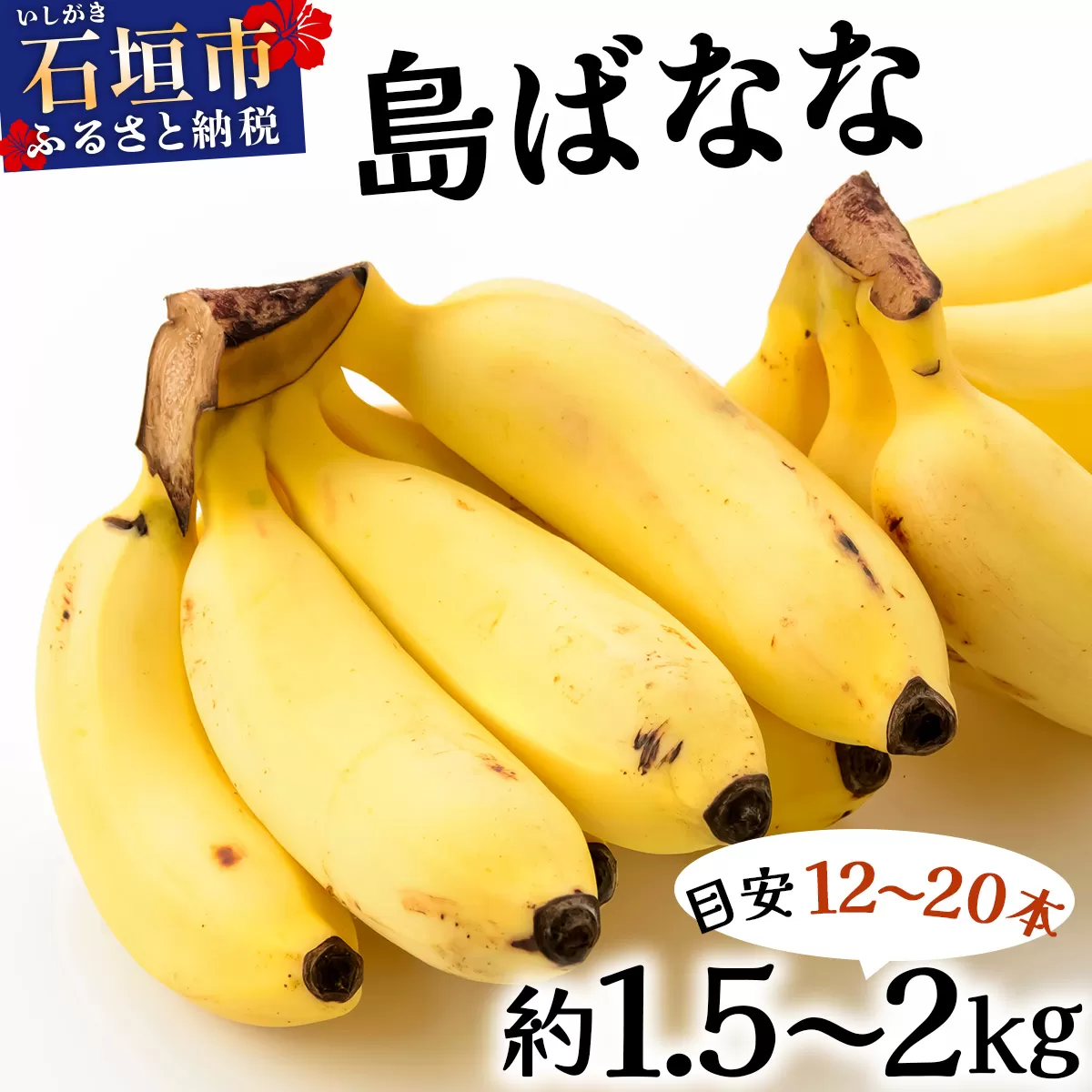 【先行予約 2026年5〜10月順次発送】バナナ好きに届けたい！！完全無農薬栽培 もっちり食感がやみつきの希少な国産『プレミアム島ばなな』贅沢に1房丸ごと約1.5-2kgお届け！！