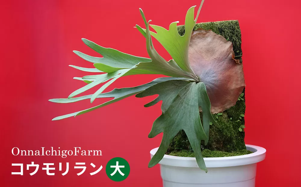【OnnaIchigoFarm】コウモリラン 大 沖縄 コウモリラン ビカクシダ 室内植物 屋外植物 ヘゴ板 室内緑化 植物インテリア 観葉植物 沖縄産 プラントギフト 緑のある暮らし 園芸用品 インテリアプランツ 根付き植物 人気 ヘゴの木 おすすめ 送料無料 恩納村