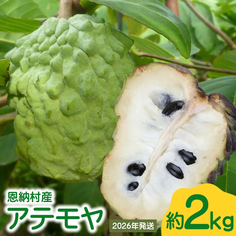 【2026年発送】恩納村産アテモヤ 約2kg 