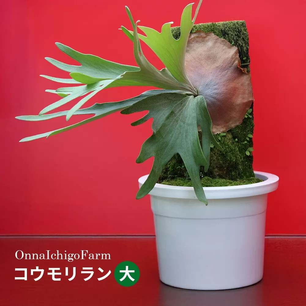 【OnnaIchigoFarm】コウモリラン 大 沖縄 コウモリラン ビカクシダ 室内植物 屋外植物 ヘゴ板 室内緑化 植物インテリア 観葉植物 沖縄産 プラントギフト 緑のある暮らし 園芸用品 インテリアプランツ 根付き植物 人気 ヘゴの木 おすすめ 送料無料 恩納村