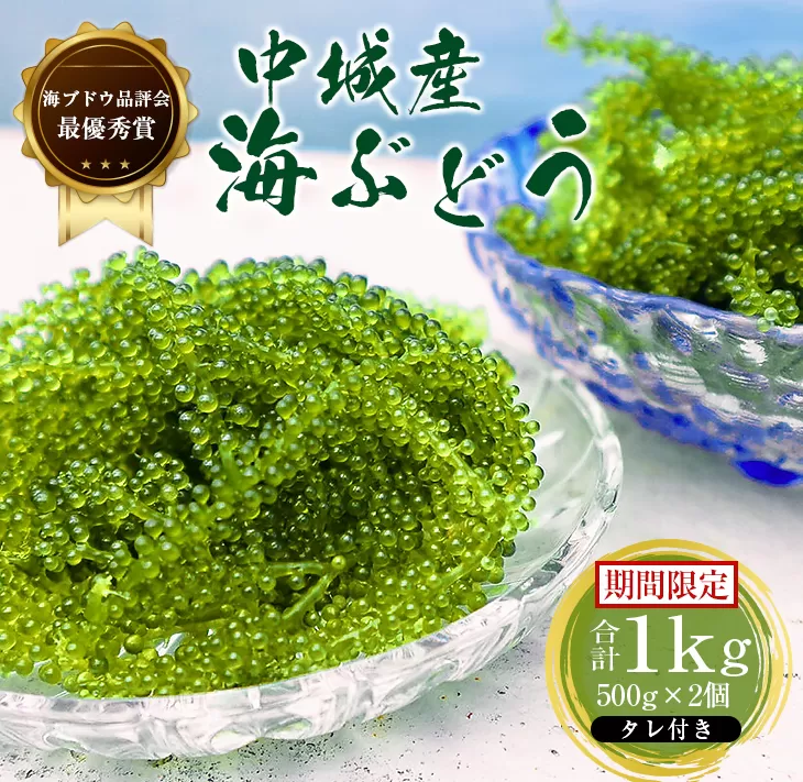【2025年4月中旬以降発送予定】海ぶどう（500g×2個セット）タレ付き 期間限定 新鮮 厳選 贈答品 朝採れ 直送 ご当地グルメ 沖縄県産 中城村産 特産品 海の幸 ヘルシー 低カロリー 美容 人気 海鮮丼 サラダ ミネラル 鉄分 季節限定 贅沢