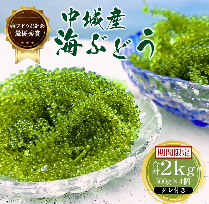 【2025年4月中旬以降発送予定】海ぶどう（500g×4個セット）タレ付き 期間限定 新鮮 厳選 贈答品 朝採れ 直送 ご当地グルメ 沖縄県産 中城村産 特産品 海の幸 ヘルシー 低カロリー 美容 人気 海鮮丼 サラダ ミネラル 鉄分 季節限定 贅沢