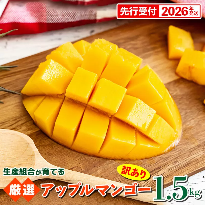 【先行受付】【2026年発送】生産組合が育てるアップルマンゴー 訳あり品 約1.5kg - 先行予約 沖縄県産 産地直送 南国フルーツ 旬の味覚 季節の果物 ご自宅用 家庭用 沖縄県 八重瀬町