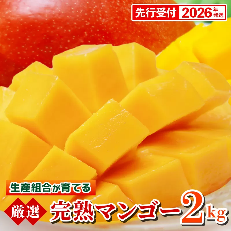 【先行受付】【2026年発送】生産組合が育てる厳選・完熟マンゴー約2kg - 先行予約 沖縄県産 産地直送 南国フルーツ アップルマンゴー 旬の味覚 季節の果物 贈り物 沖縄県 八重瀬町