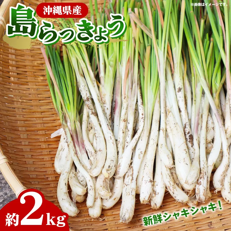 【産地直送】南国フーズの島らっきょう約2kg - 国産 生らっきょう 甘酢漬け 漬物 天ぷら チャンプルー おすすめ 送料無料 沖縄県 八重瀬町産