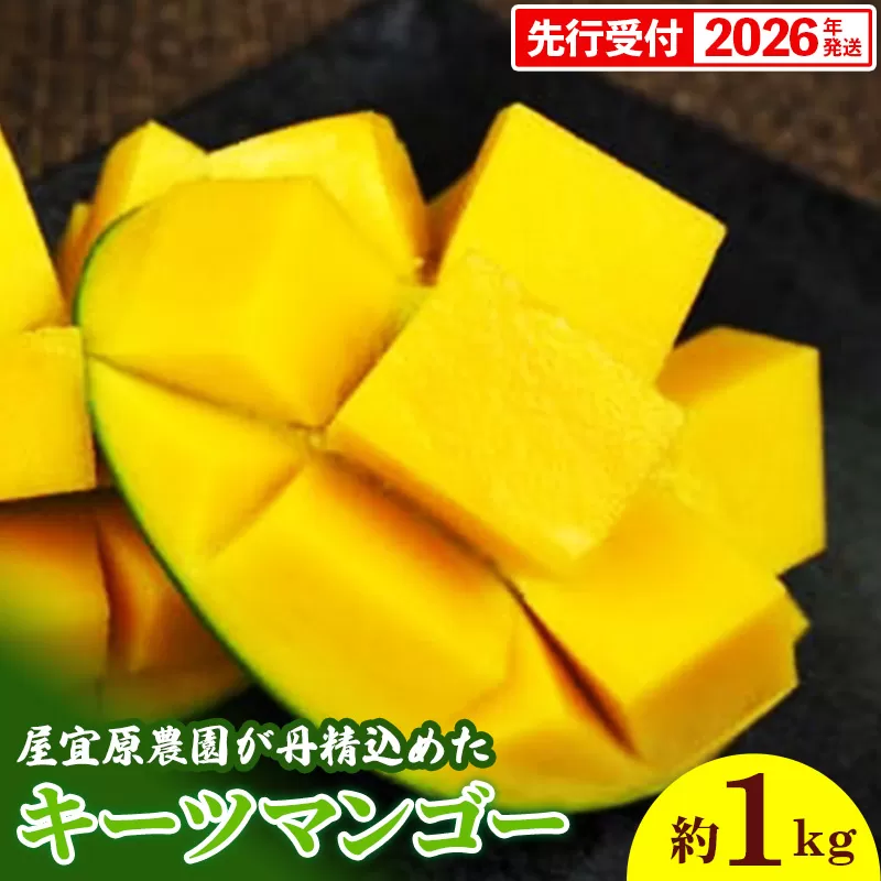 【先行受付】【2026年発送】屋宜原農園が丹精込めた「キーツマンゴー」約1kg - 先行予約 沖縄 産地直送 南国フルーツ 旬の味覚 沖縄県産 国産マンゴー 希少種 オススメ 沖縄県 八重瀬町