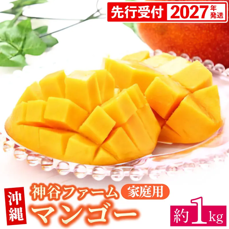 【先行受付】【2027年発送】神谷ファームのマンゴー(家庭用)約1Kg - 先行予約 沖縄県産 産地直送 南国フルーツ 旬の味覚 季節の果物 ご自宅用 沖縄マンゴー 沖縄県 八重瀬町
