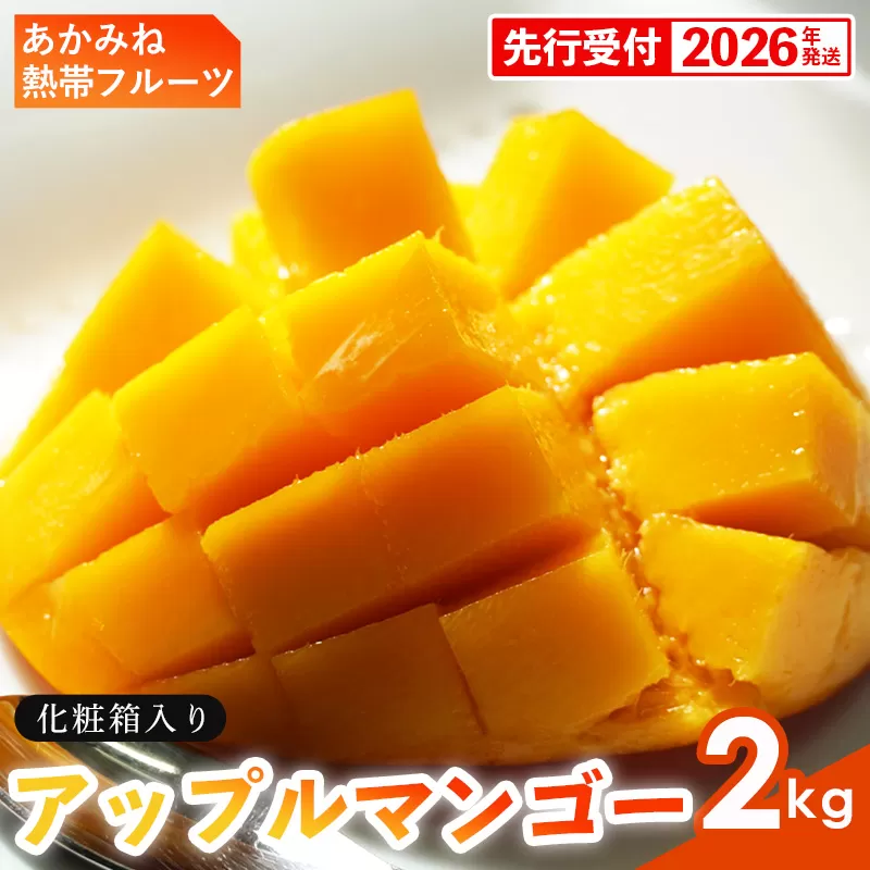 【化粧箱入】【先行受付・2026年発送】あかみね熱帯フルーツのアップルマンゴー約2kg - 先行予約 沖縄県産 産地直送 南国フルーツ 旬の味覚 季節の果物 贈り物 ギフト 沖縄県 八重瀬町