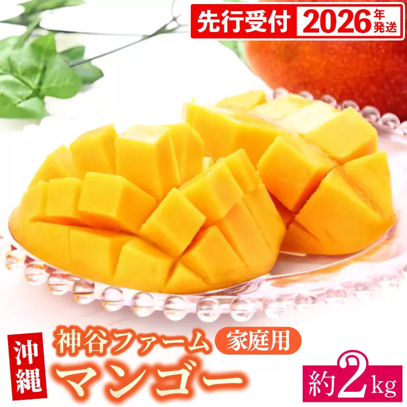 【先行受付】【2026年発送】神谷ファームのマンゴー（家庭用）約2Kg - 先行予約 沖縄県産 産地直送 南国フルーツ 旬の味覚 季節の果物 ご自宅用 沖縄マンゴー 沖縄県 八重瀬町