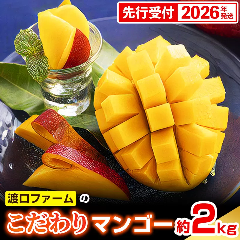 【化粧箱入】【先行受付・2026年発送】渡口ファームの こだわりマンゴー 約2kg - 先行予約 沖縄県産 産地直送 南国フルーツ 旬の味覚 季節の果物 贈り物 ギフト 沖縄県 八重瀬町