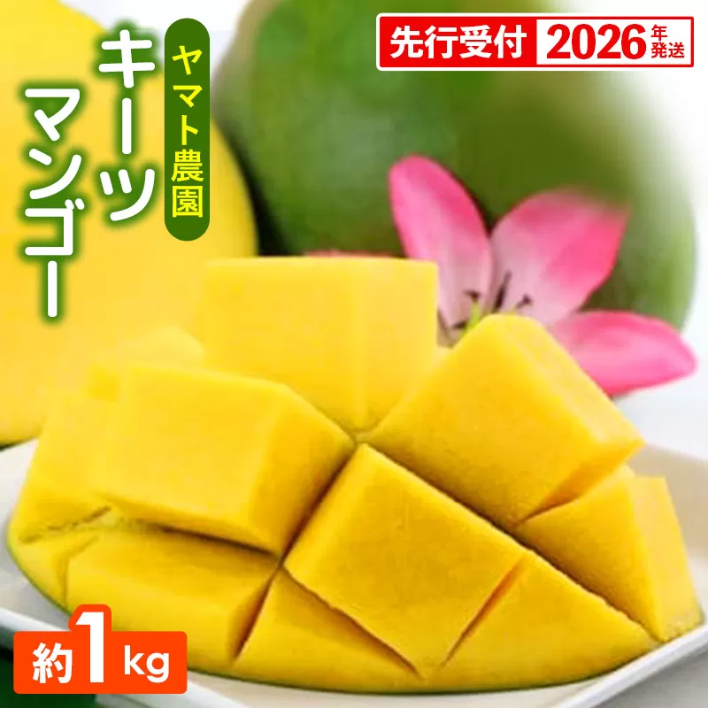 【先行受付】【2026年発送】ヤマト農園 キーツマンゴー約1kg - 産地直送 沖縄産 国産 果物 フルーツ 南国フルーツ 旬の味覚 追熟 先行予約 幻の味 人気 おすすめ 送料無料 沖縄県 八重瀬町