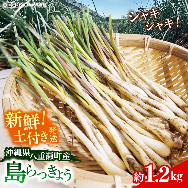 【先行受付】新地農園 沖縄県産 島らっきょう 約1.2kg - 生らっきょう 国産 先行予約 塩漬け 浅漬け 甘酢漬け 漬物 天ぷら チャンプルー 土付き おすすめ 送料無料 八重瀬町