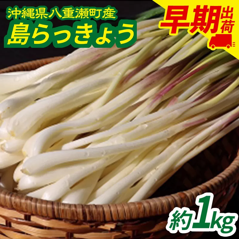 沖縄県八重瀬町産 島らっきょう約1kg【早期出荷分】 - 国産 生らっきょう 甘酢漬け 漬物 天ぷら チャンプルー 有機栽培 おすすめ 送料無料