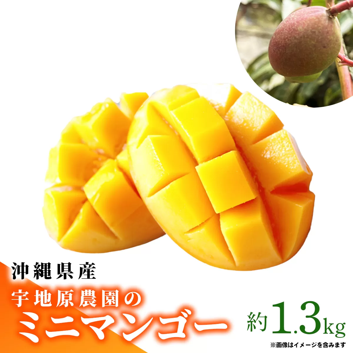 【2025年発送】宇地原農園の沖縄県産 ミニマンゴー 約1.3kg - 不揃い ミニサイズ 沖縄 マンゴー 甘い 凝縮 美味しい ジューシー 国産 沖縄県 八重瀬町