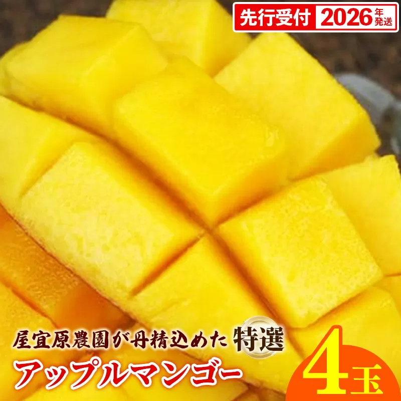 【先行受付】【2026年発送】屋宜原農園が丹精込めた「アップルマンゴー」特選４玉 - 先行予約 沖縄県産 産地直送 南国フルーツ 旬の味覚 旬のフルーツ 贈り物 ギフト 沖縄県 八重瀬町