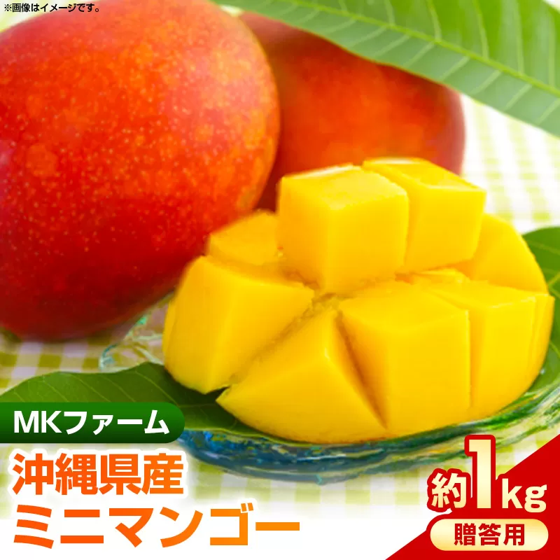 【2025年発送】MKファームの贈答用ミニマンゴー約1kg【贈答用】- 贈答用 ギフト 沖縄県産 産地直送 南国フルーツ 旬の味覚 ミニマンゴー オススメ 沖縄県 八重瀬町