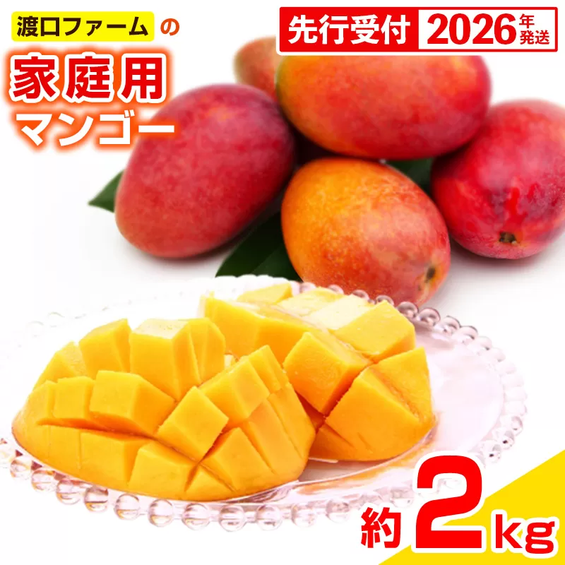 【先行受付】【2026年発送】渡口ファームの家庭用マンゴー約2kg - 先行予約 沖縄県産 産地直送 南国フルーツ 旬の味覚 季節の果物 ご自宅用 沖縄マンゴー 沖縄県 八重瀬町