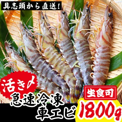 【訳アリ】活き〆急速冷凍車エビ（生食可・約1800g）【先行受付】- 2025年8月より順次発送 海老 車えび 車海老 冷凍 生エビ 国産 養殖 えび天 エビフライ 塩焼き 人気 沖縄県 八重瀬町