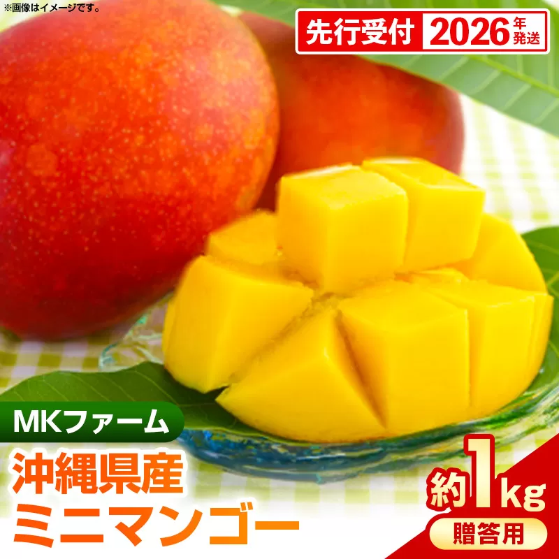 【先行受付】【2026年発送】MKファームの贈答用ミニマンゴー約1kg【贈答用】- 贈答用 ギフト 先行予約 沖縄県産 産地直送 南国フルーツ 旬の味覚 ミニマンゴー オススメ 沖縄県 八重瀬町